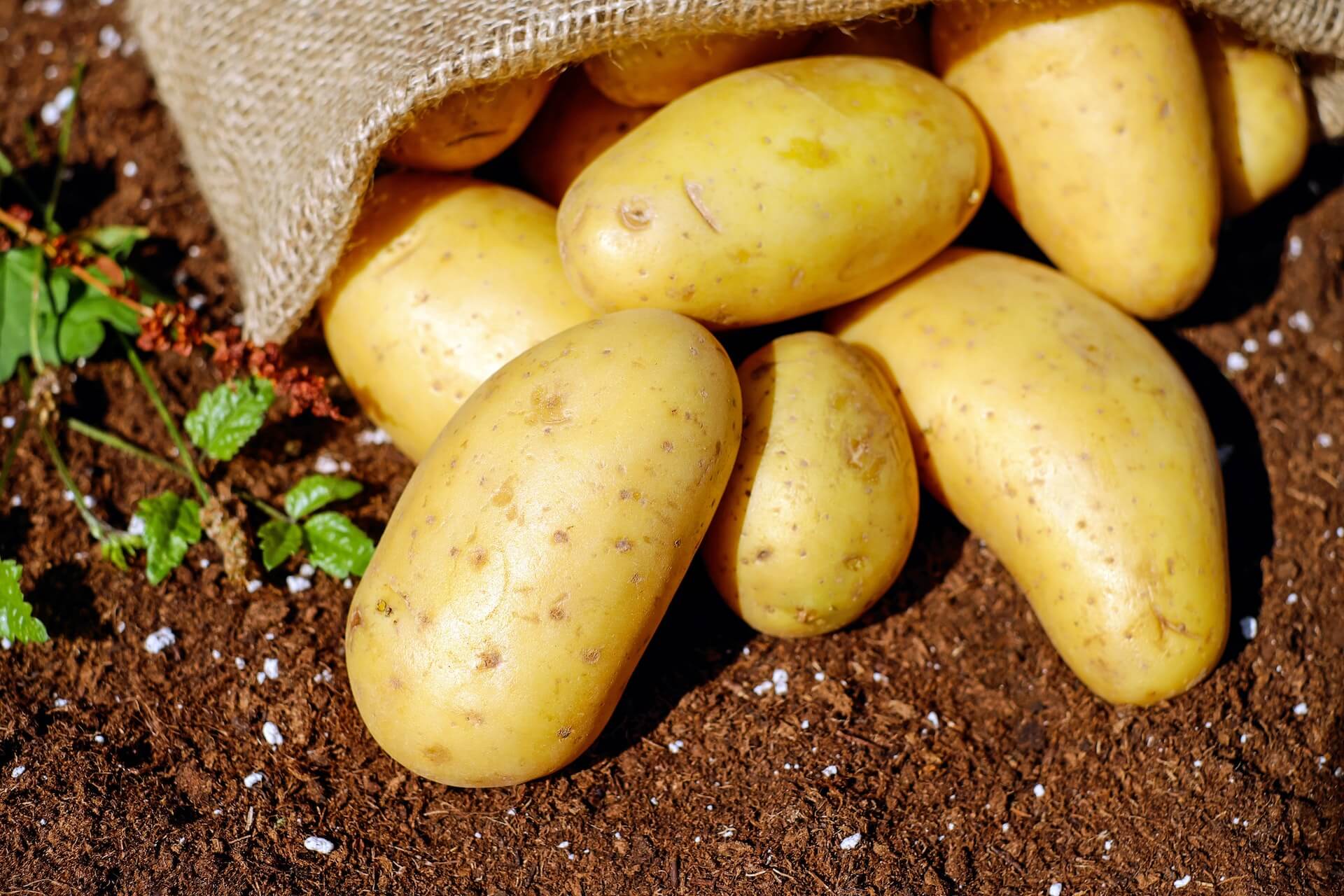 Alles over Aardappelen